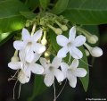 Clerodendrum heterophyllum _bois de chenille_ - arbuste endmique de senteur plein soleil 2m supporte bien la taille